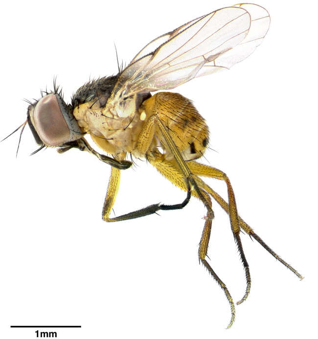 Image of Atherigona bimaculata (Stein 1910)