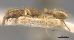 Image of Tetramorium isipingense Forel 1914