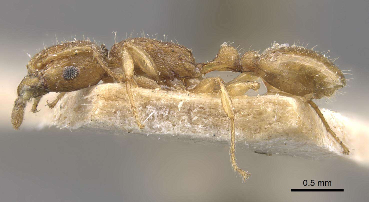 Image of Tetramorium isipingense Forel 1914