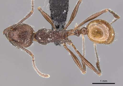 Image of Tetramorium aculeatum (Mayr 1866)