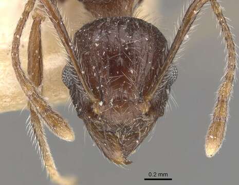 Image of Tetramorium aculeatum (Mayr 1866)