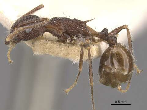 Image of Tetramorium aculeatum (Mayr 1866)