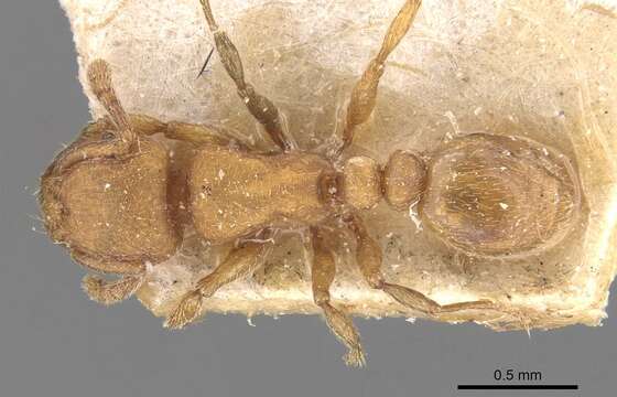 Image of Tetramorium arnoldi (Forel 1913)