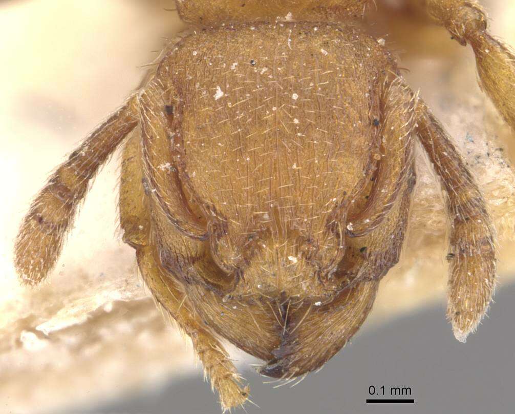 Image of Tetramorium arnoldi (Forel 1913)