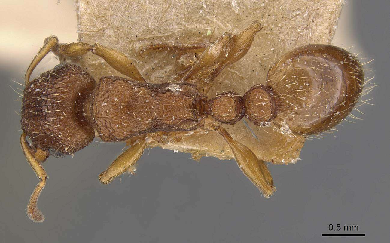 Image of Tetramorium erectum Emery 1895