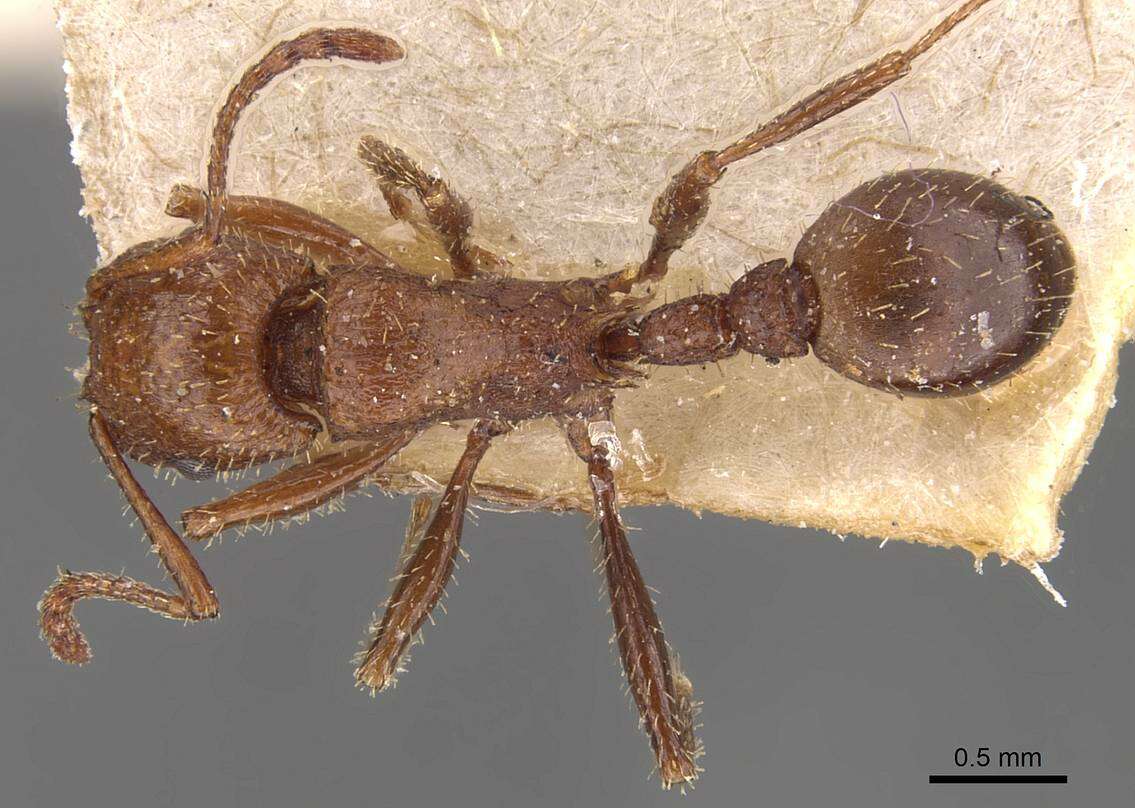 Image of Tetramorium bequaerti Forel 1913