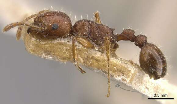 Image of Tetramorium bulawayense Forel 1913