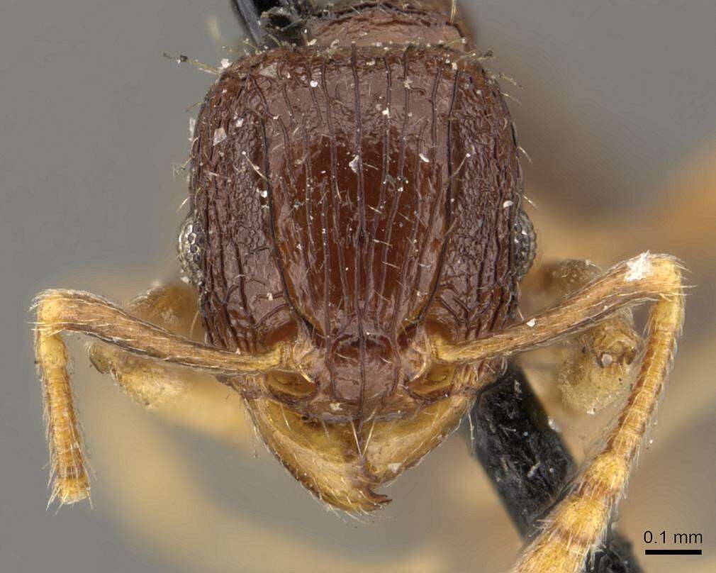 Image of Tetramorium camerunense Mayr 1895