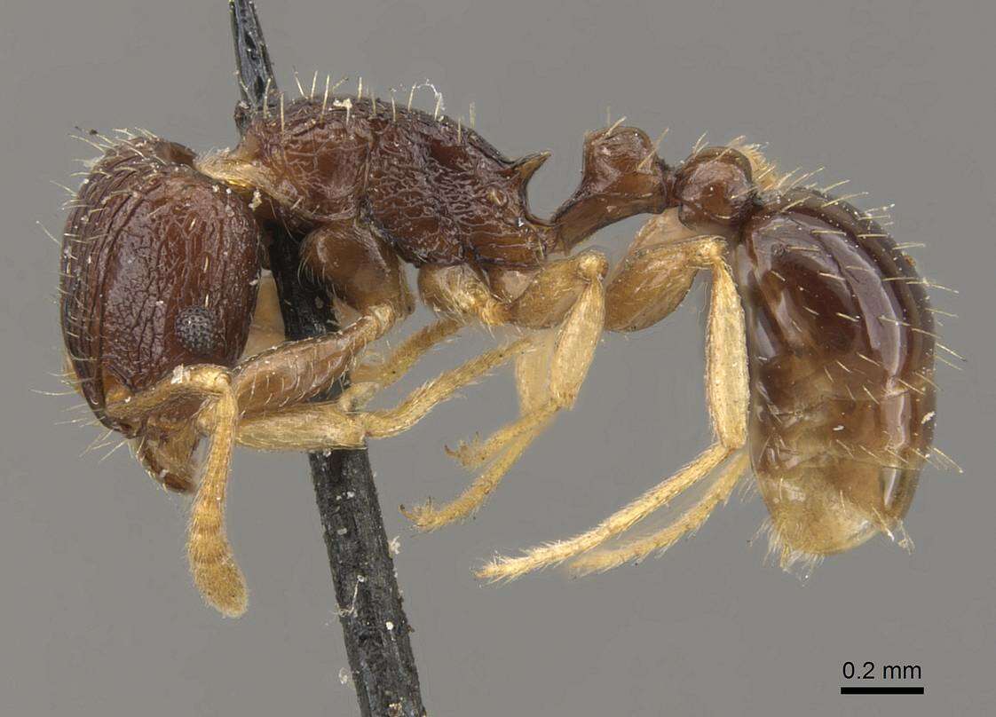 Image of Tetramorium camerunense Mayr 1895