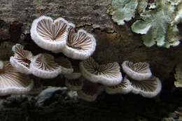 Image of Schizophyllum