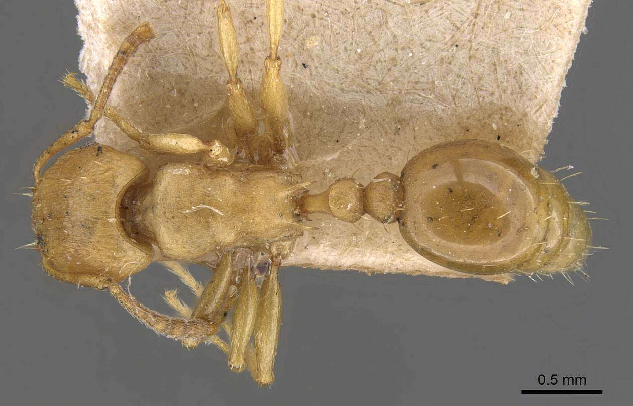 Image of Tetramorium capense Mayr 1865