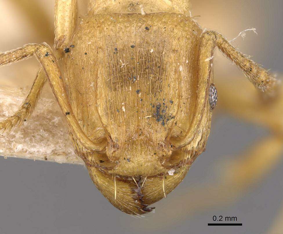 Image of Tetramorium capense Mayr 1865