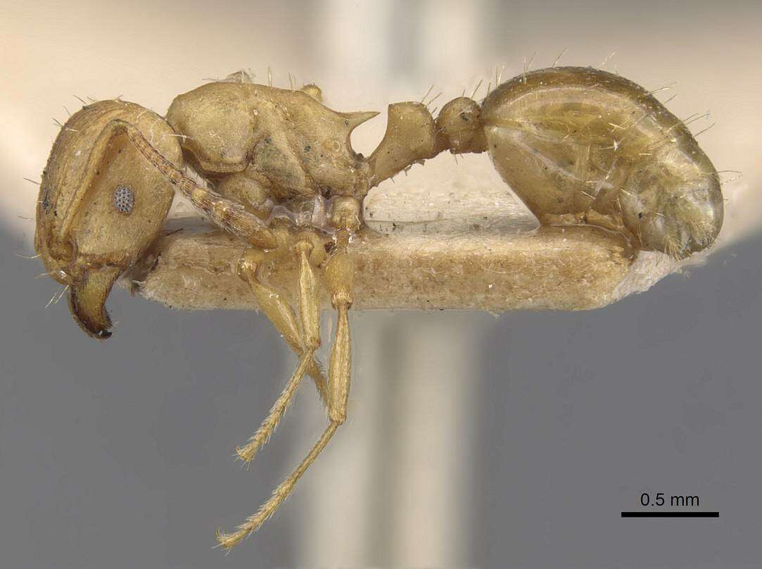 Image of Tetramorium capense Mayr 1865