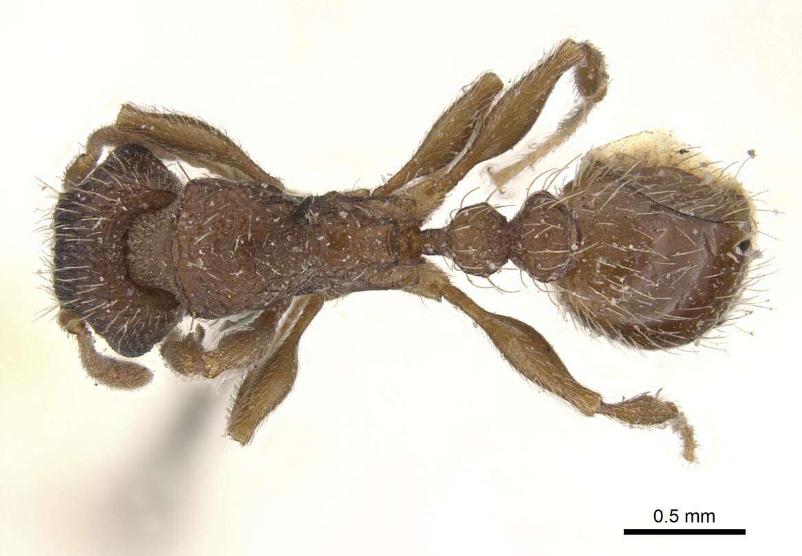 Image of Tetramorium emeryi Mayr 1901