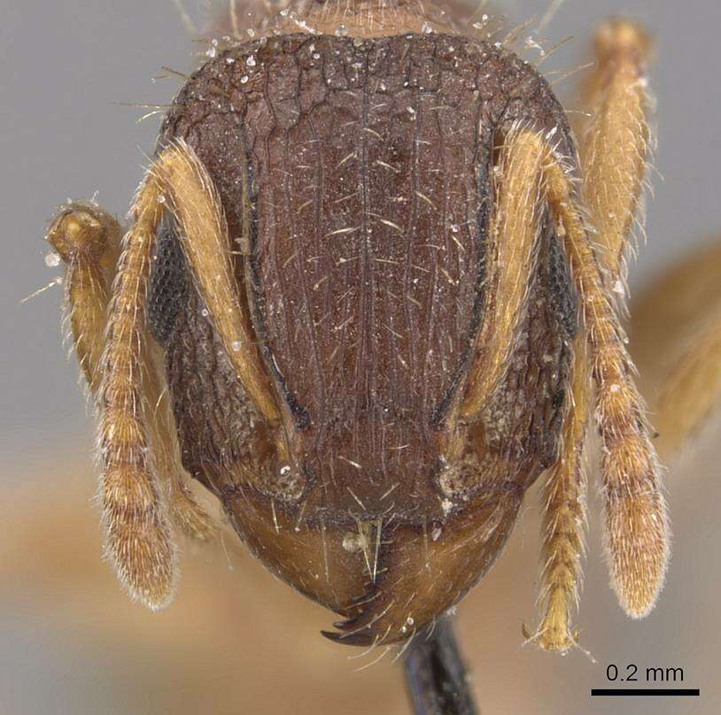 Image of Tetramorium emeryi Mayr 1901