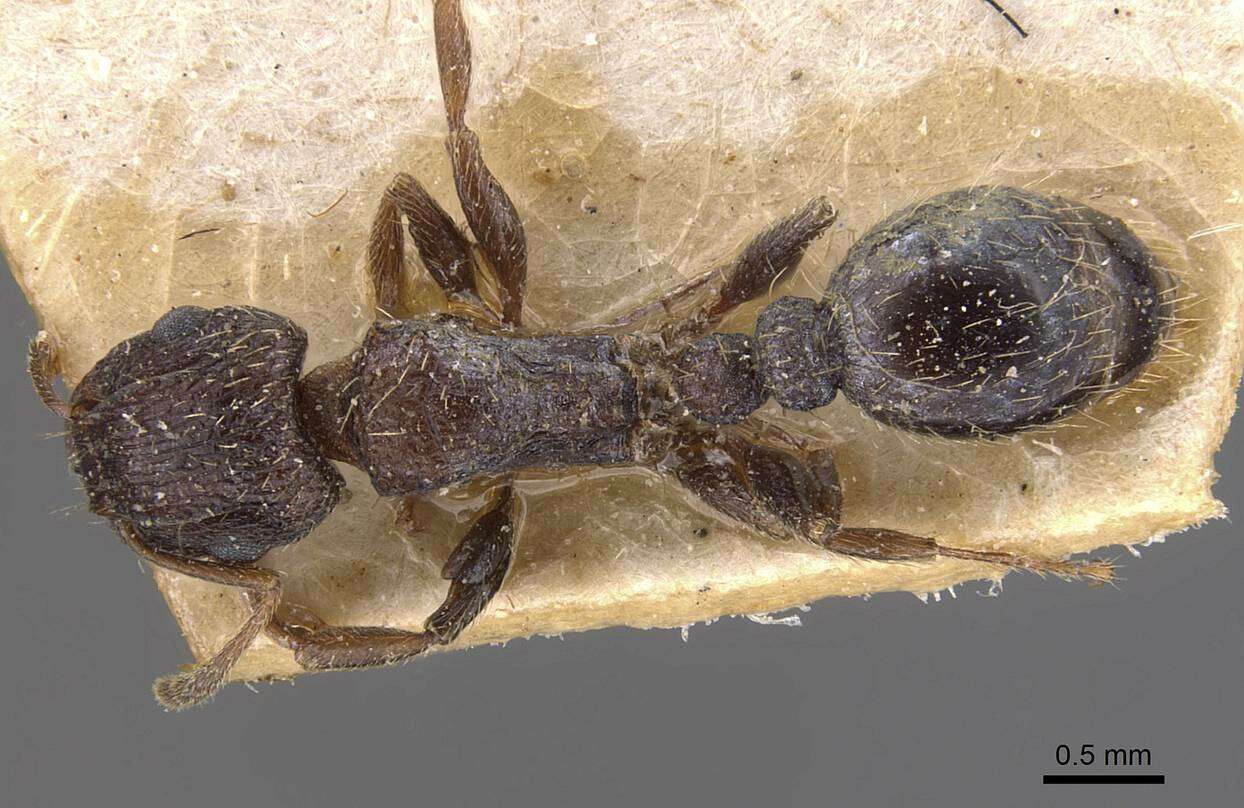 Image of Tetramorium emeryi Mayr 1901