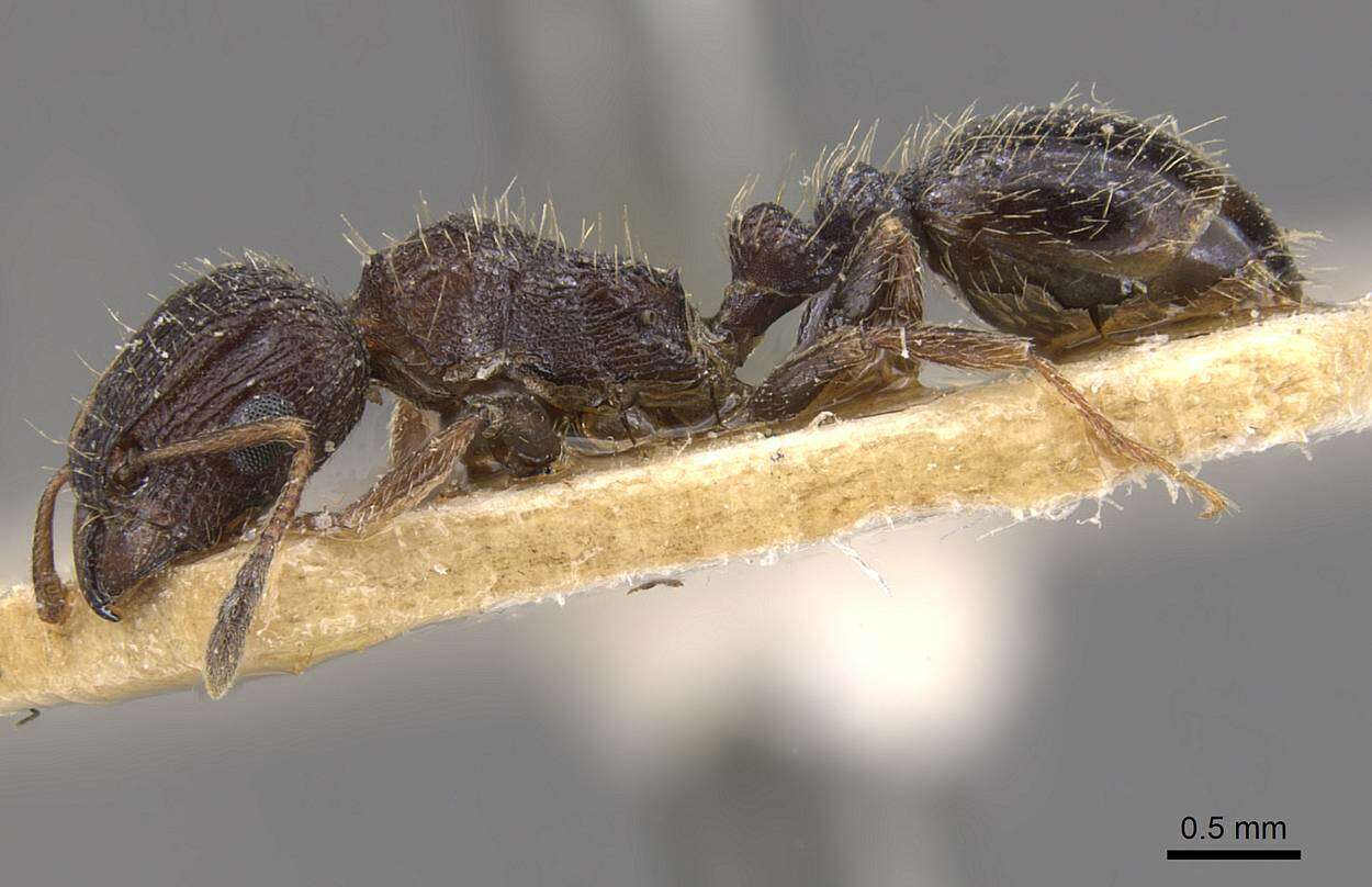 Image of Tetramorium emeryi Mayr 1901