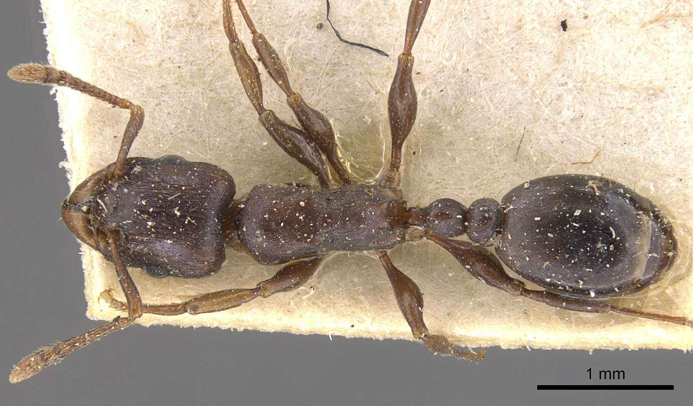 Image of Tetramorium jauresi Forel 1914