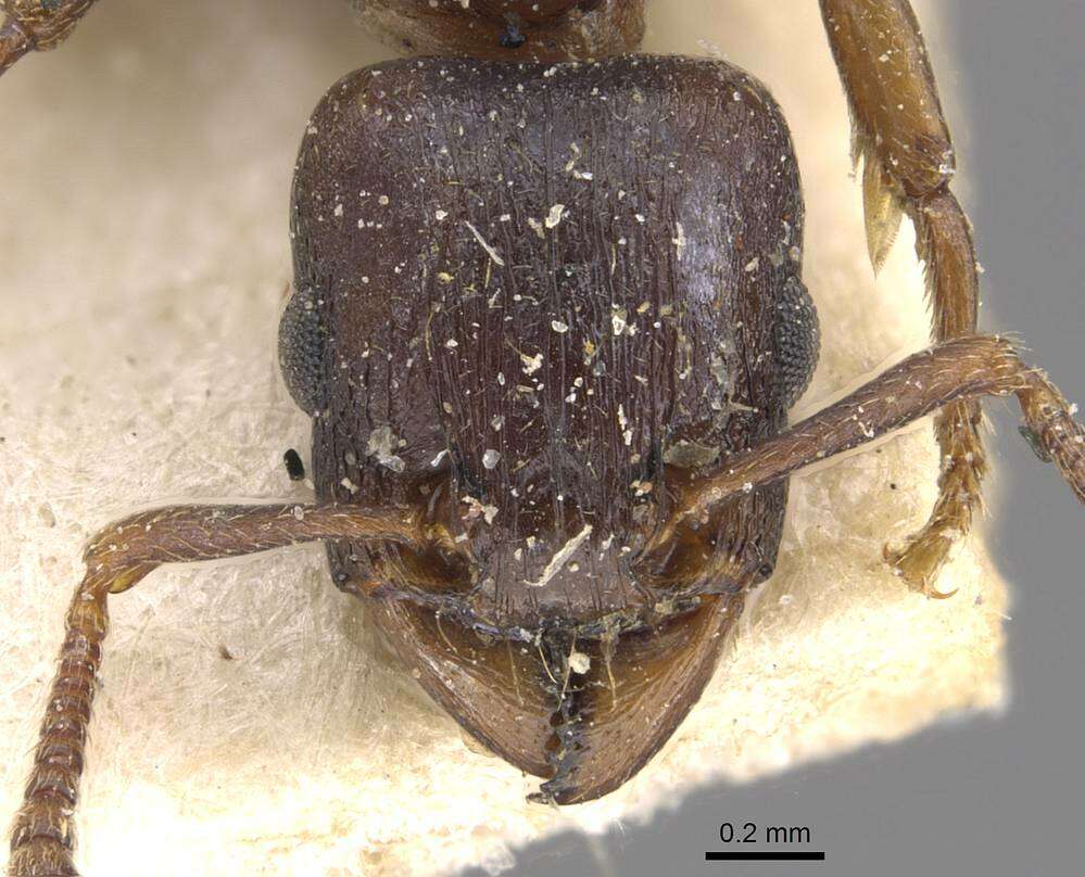 Image of Tetramorium jauresi Forel 1914