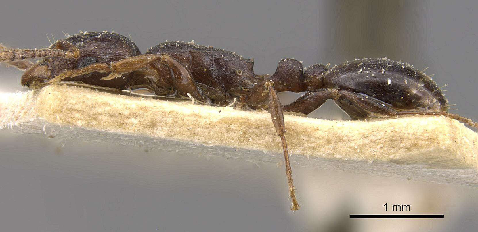 Image of Tetramorium jauresi Forel 1914