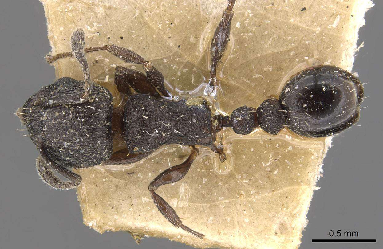 Image of Tetramorium oculatum Forel 1913