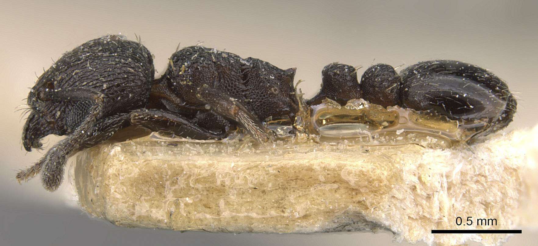 Image of Tetramorium oculatum Forel 1913