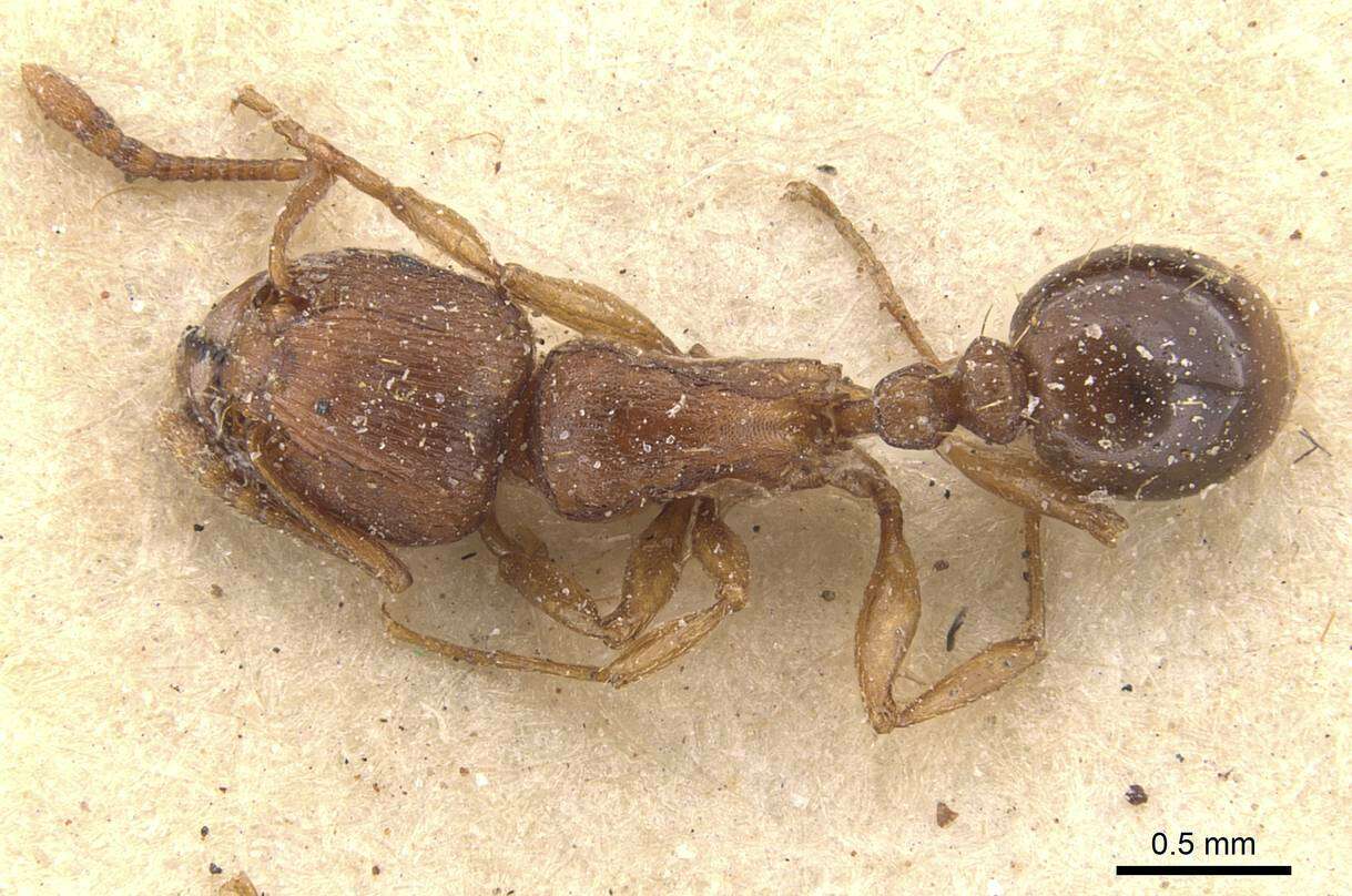 Image of Tetramorium capense Mayr 1865