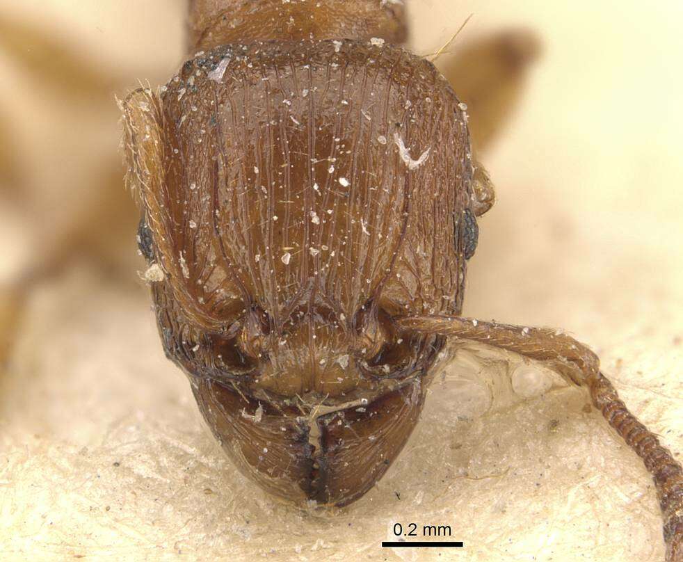 Image of Tetramorium capense Mayr 1865