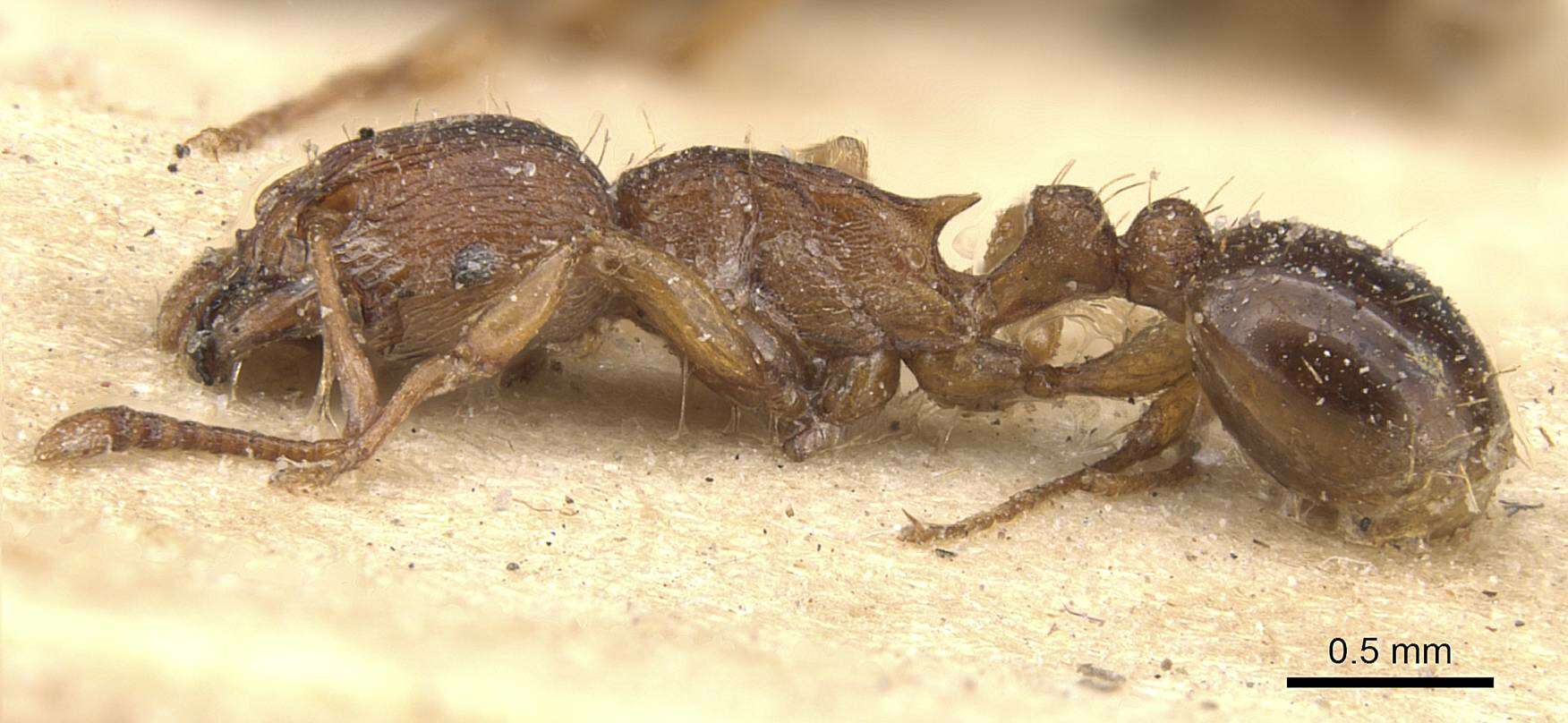 Image of Tetramorium capense Mayr 1865