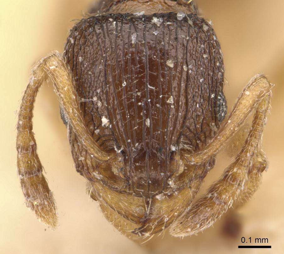 Image of Tetramorium mossamedense Forel 1901