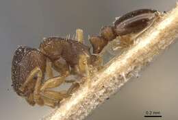 Image of Tetramorium mossamedense Forel 1901