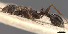 Image of Tetramorium