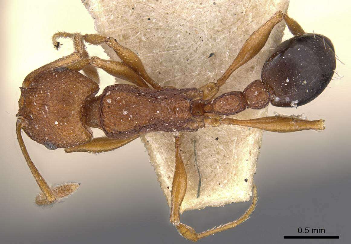 Image of Tetramorium