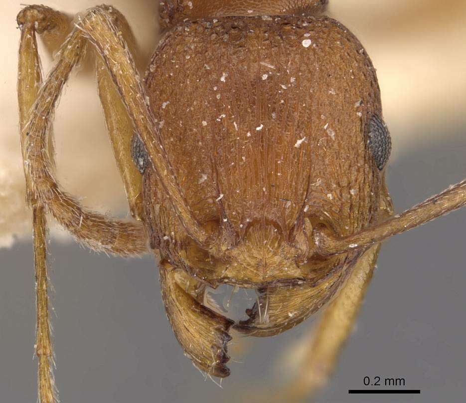 Image of Tetramorium