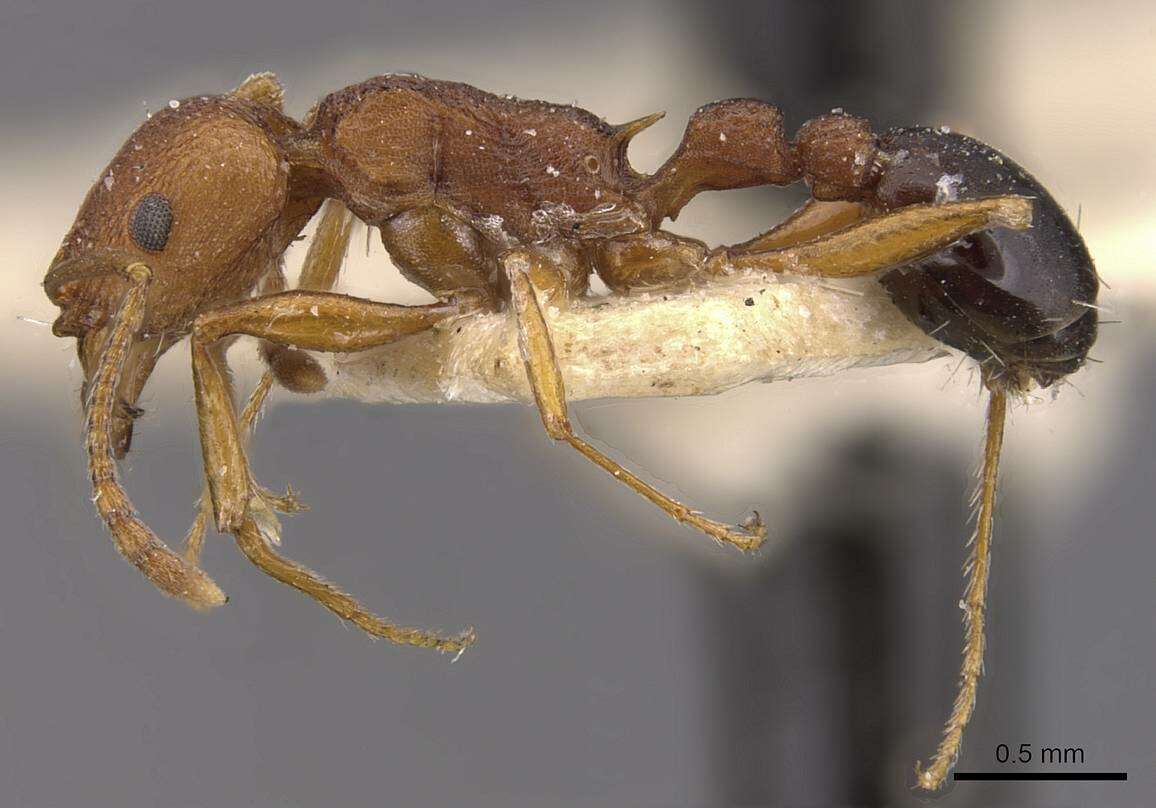 Image of Tetramorium