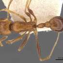 Image of Tetramorium petersi Forel 1910