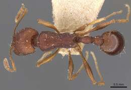 Image of Tetramorium