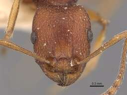 Image of Tetramorium