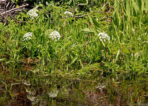 Image of spotted water hemlock