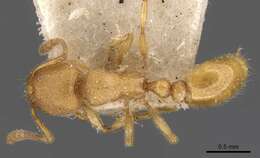 Image of Tetramorium elisabethae Forel 1904