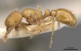 Image of Tetramorium elisabethae Forel 1904