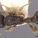 Image of Tetramorium infraspinum Forel 1905