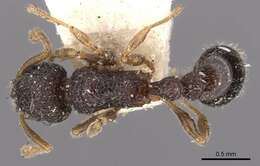 Image of Tetramorium infraspinum Forel 1905