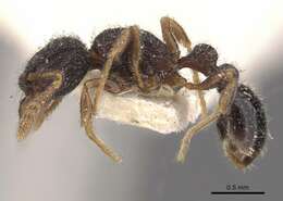 Image of Tetramorium infraspinum Forel 1905