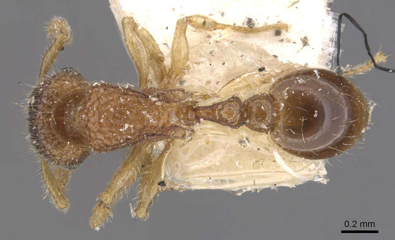 Image of Tetramorium kraepelini Forel 1905