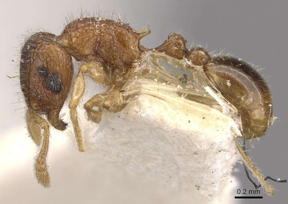 Image of Tetramorium kraepelini Forel 1905