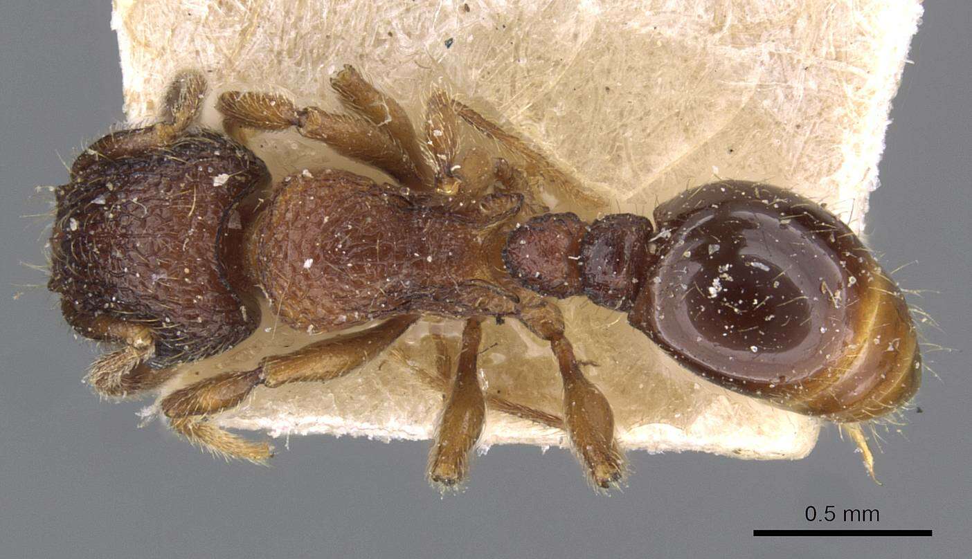 Image of Tetramorium mixtum Forel 1902