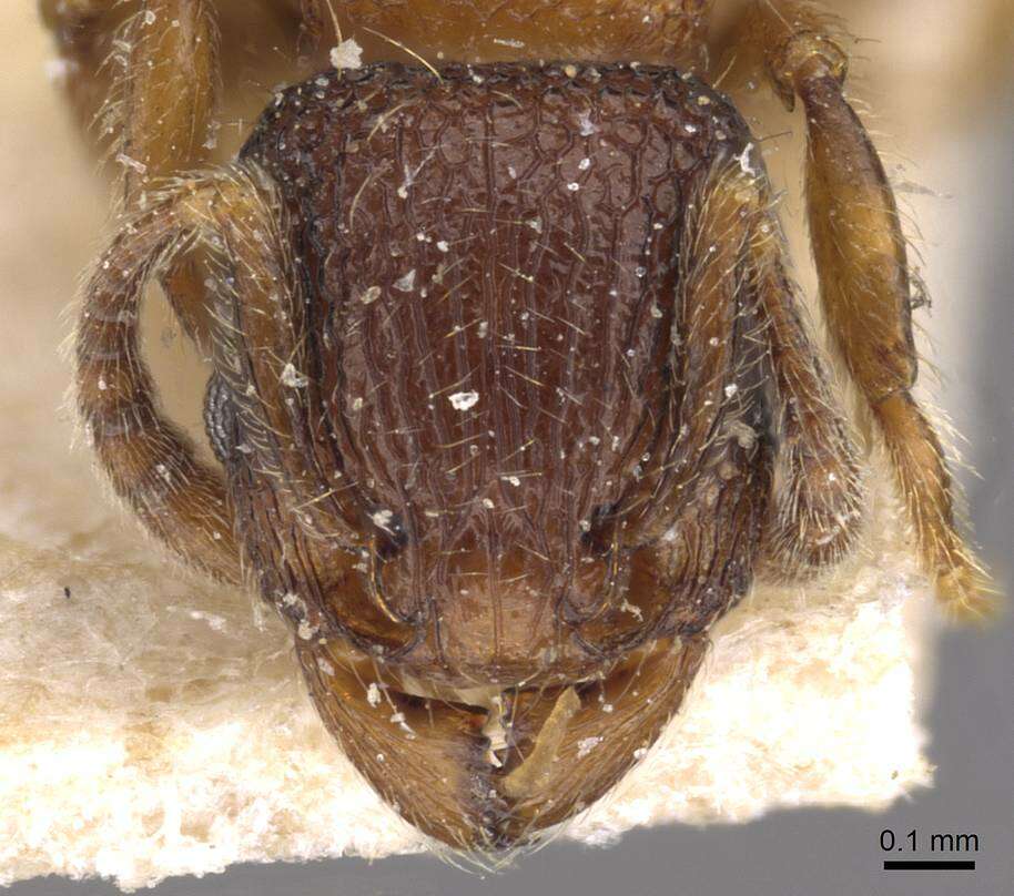 Image of Tetramorium mixtum Forel 1902