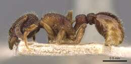 Image of Tetramorium mixtum Forel 1902