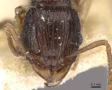 Imagem de Tetramorium lucayanum Wheeler 1905